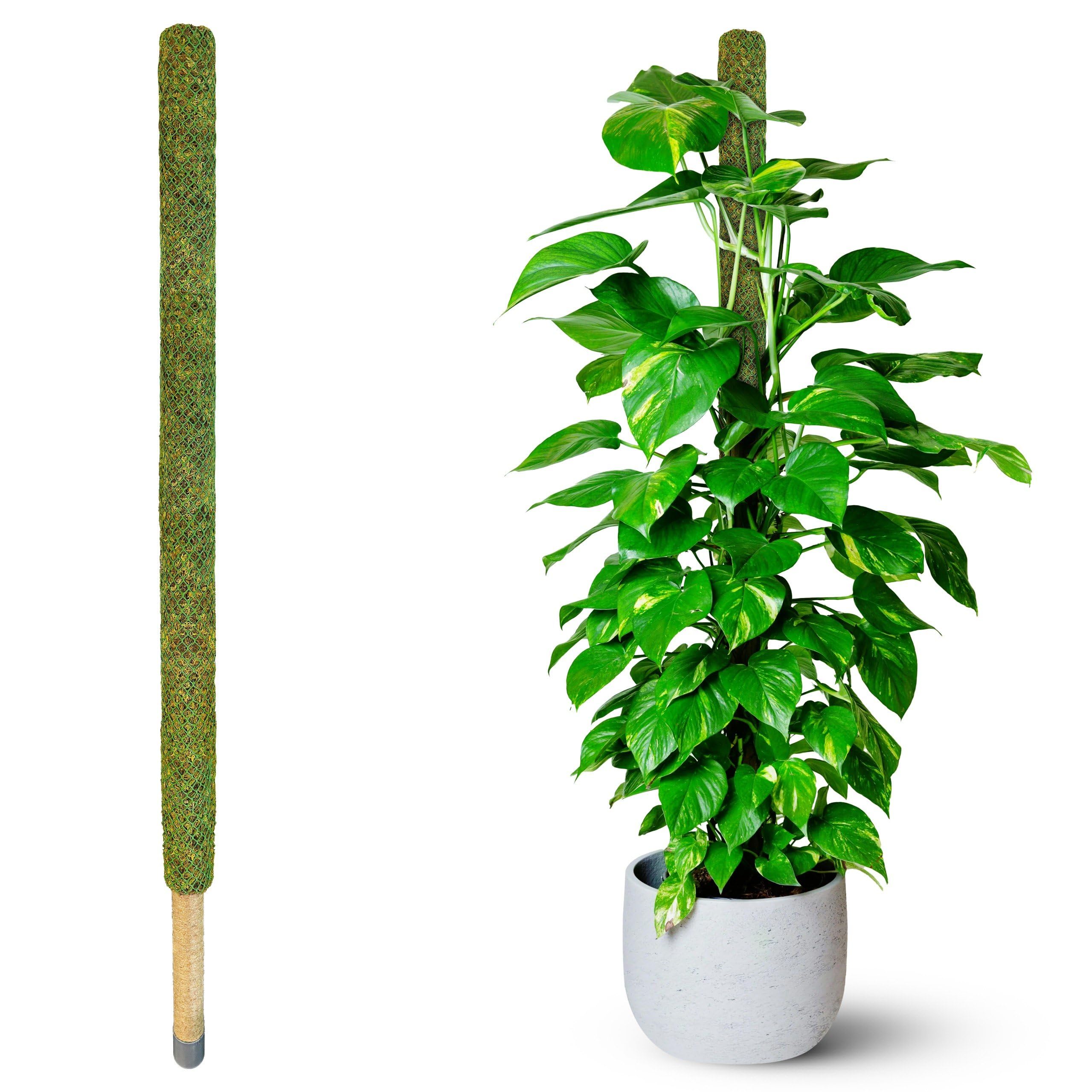 DUSPRO front view of 59-inch moss pole showing full height and green finish, supports tall plants