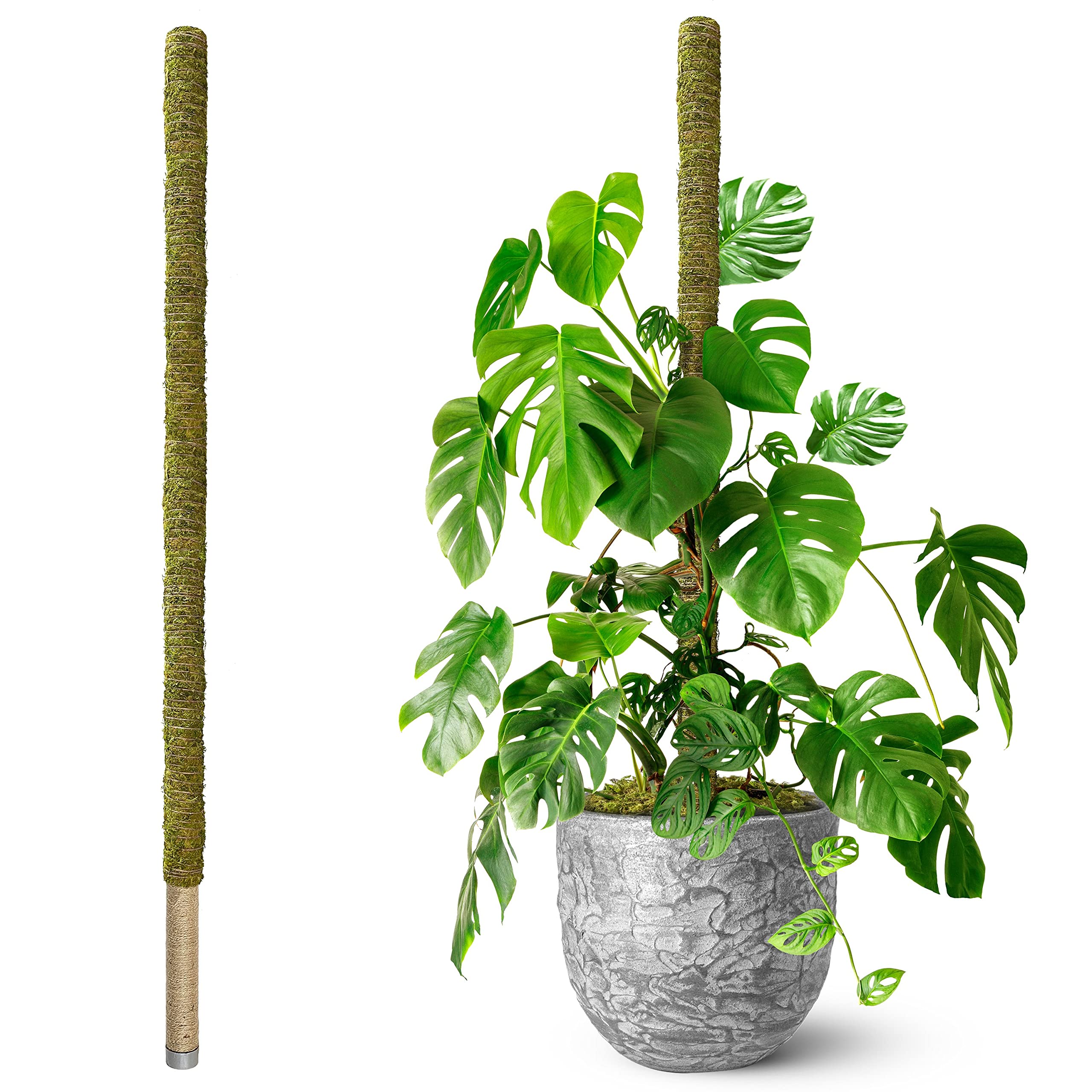 DUSPRO front view of 80-inch moss pole showing full height and support advantage