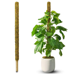 Duspro full front view moss pole showing stable, tall plant support