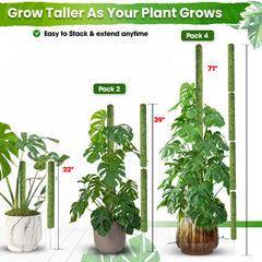 Duspro pole supporting a Monstera plant, encouraging upright, space-saving growth