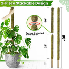DUSPRO installed with a mature Monstera demonstrating plant vertical support