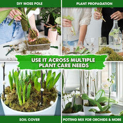Duspro moss used as orchid medium demonstrating moisture retention benefit