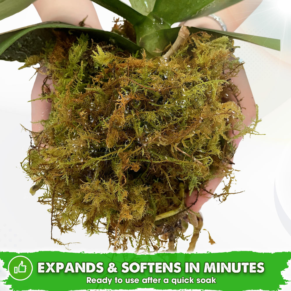 Duspro soaked moss expanded after rehydration showing increased volume benefit
