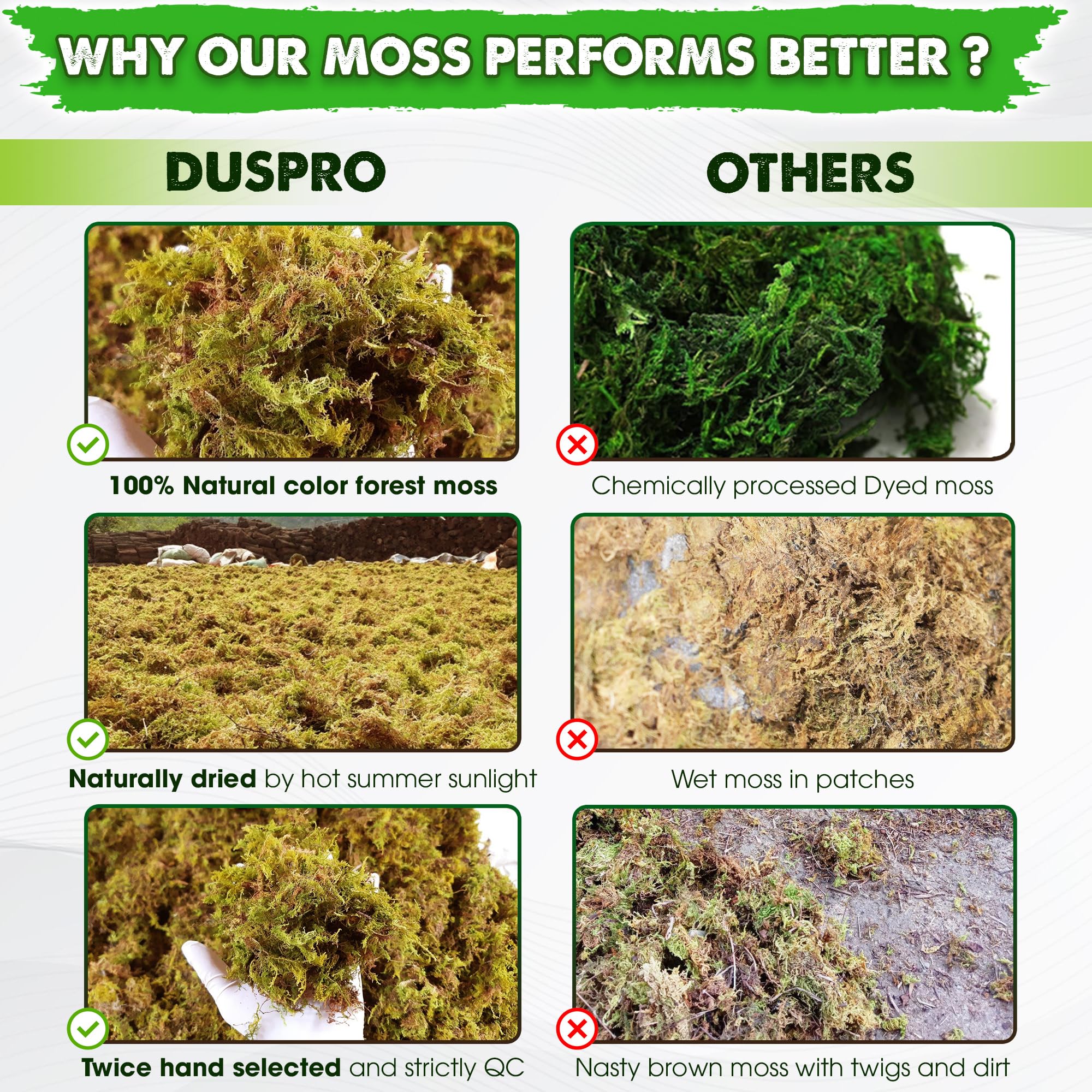 Duspro moss lining a terrarium floor showing breathable substrate benefit
