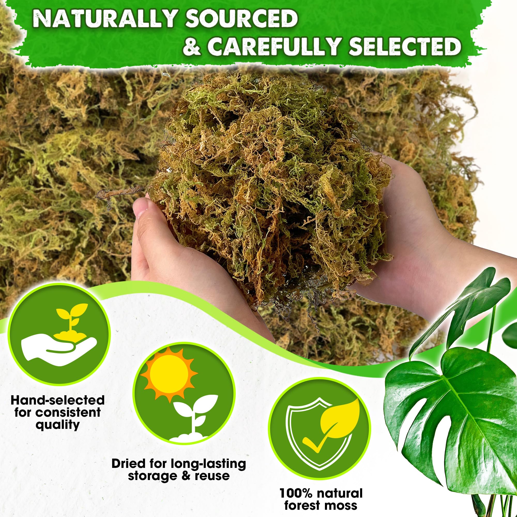 Duspro close-up of long moss fibers highlighting natural texture and absorbency