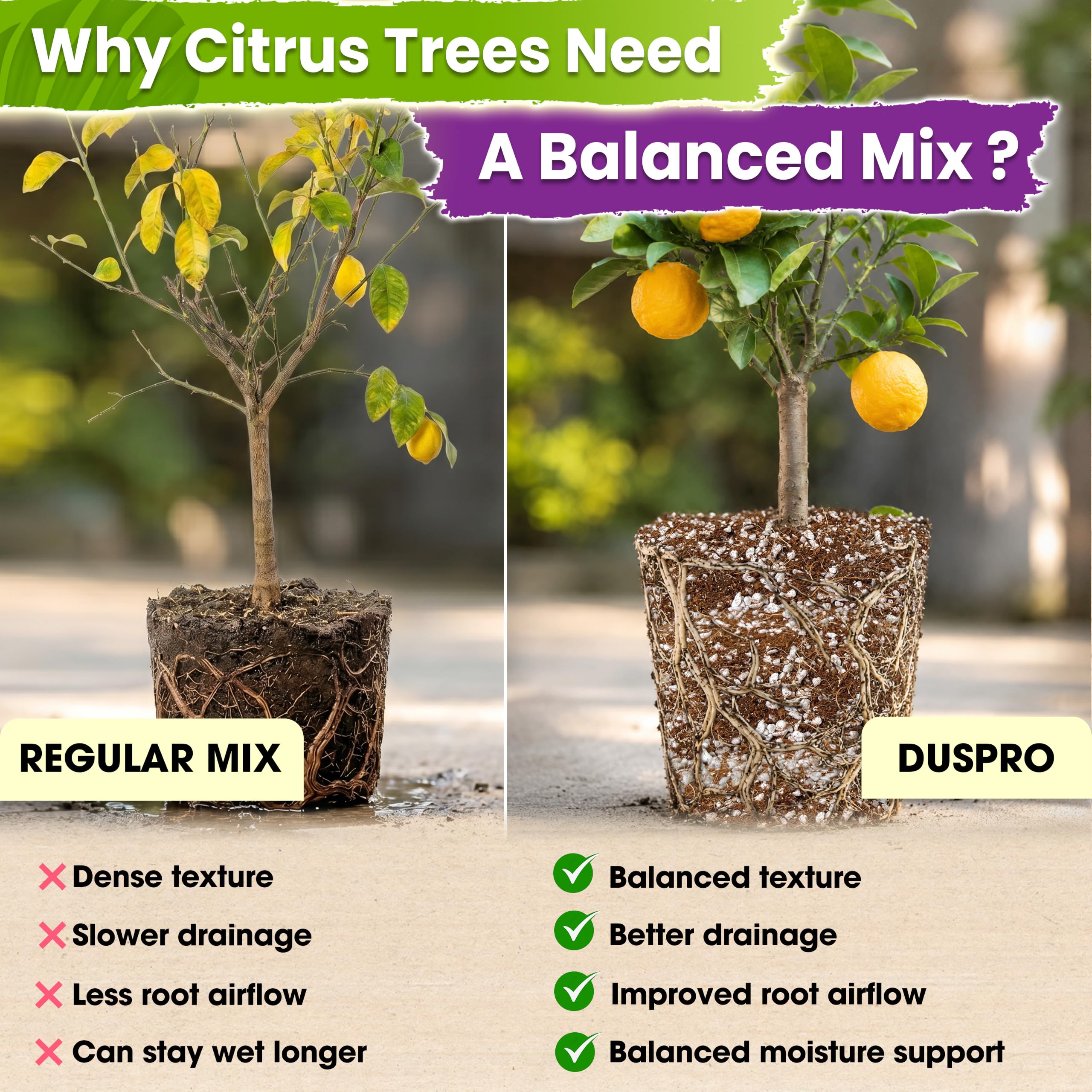 Duspro potting demo with citrus planted using mix for quick use
