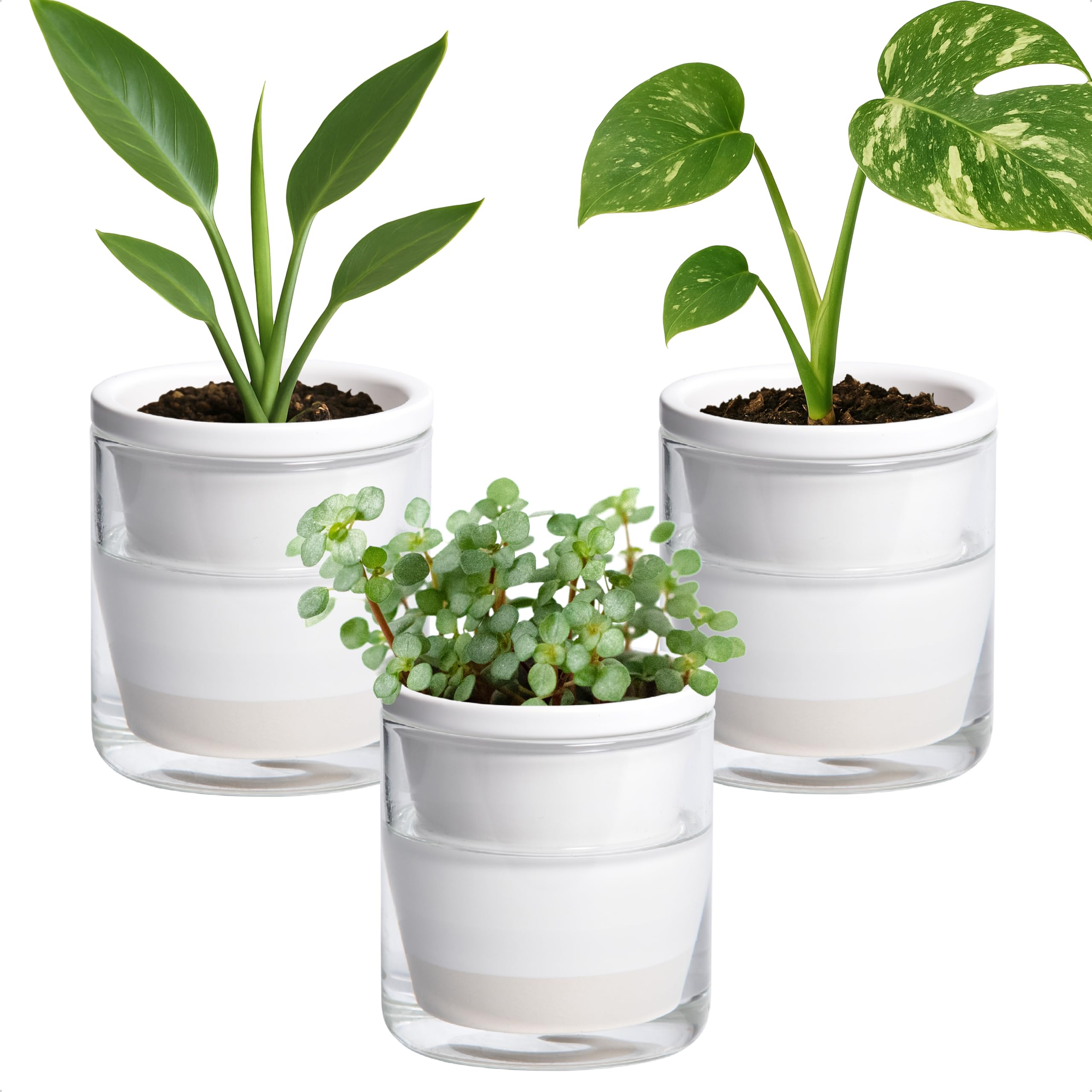 D'vine Dev three-pack front view showing white terracotta planters and glass cups for tidy tabletop display