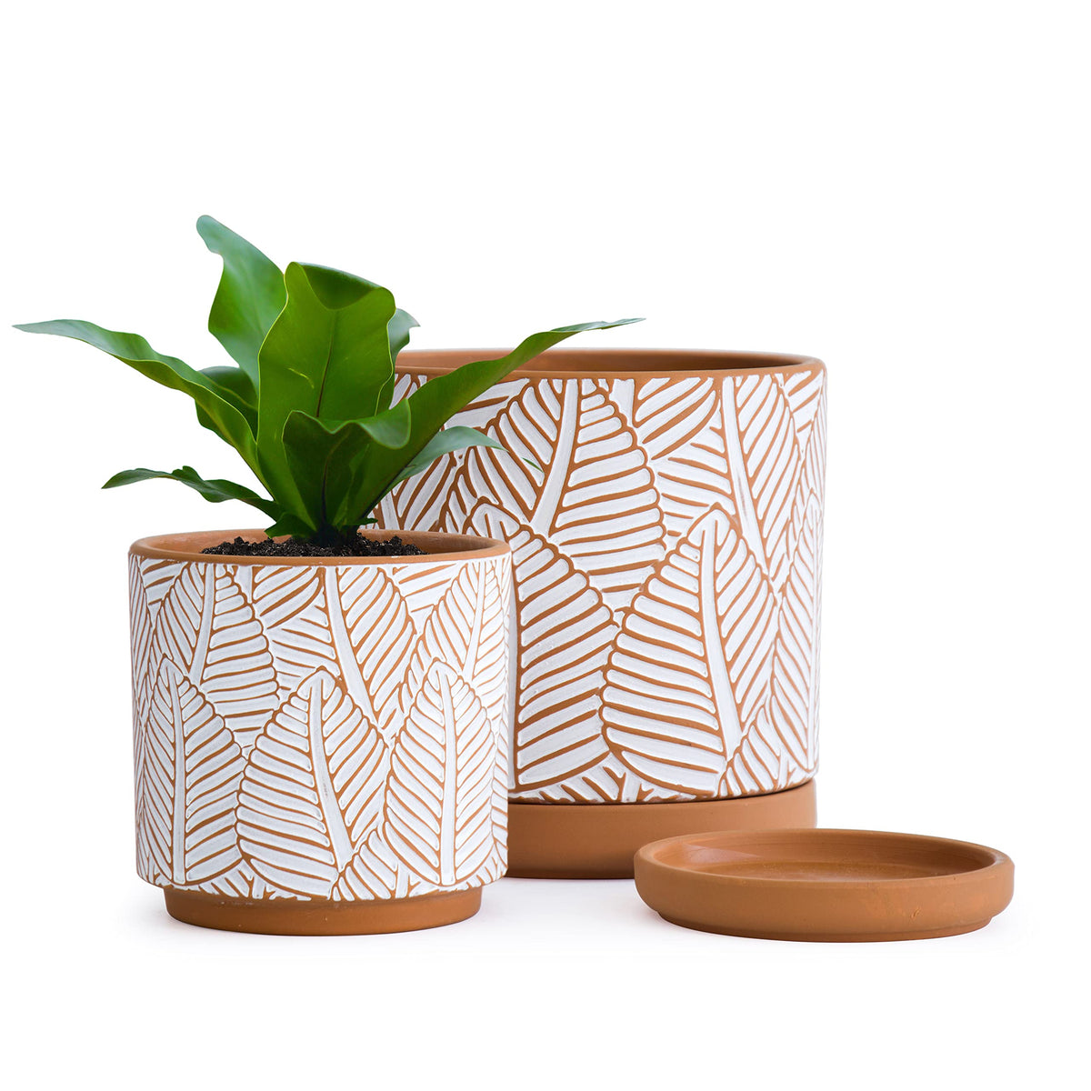 D'vine Dev front view of both terracotta pots showing decorative pattern and balance