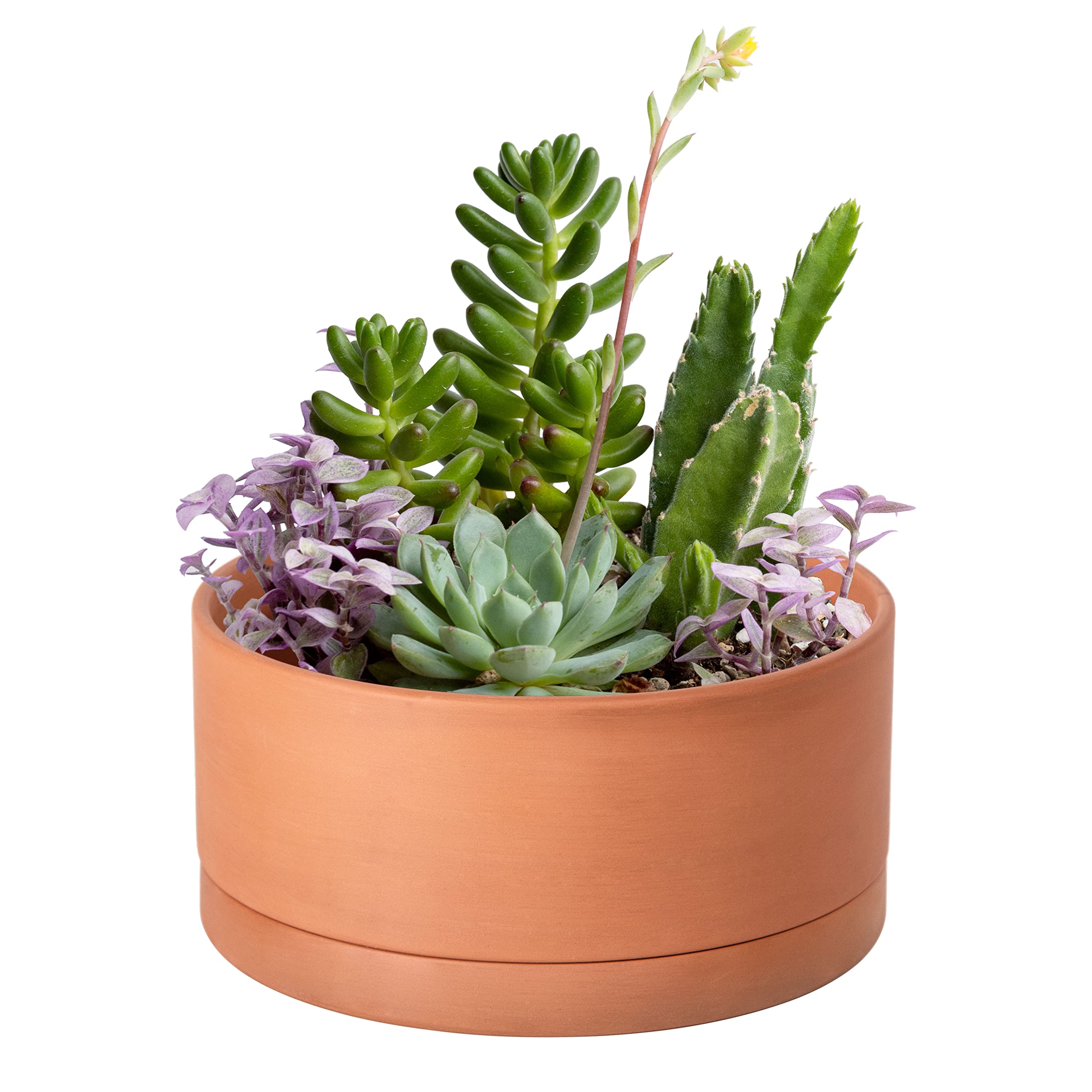 D'vine Dev front view of 8-inch terracotta planter showing clean design and balance