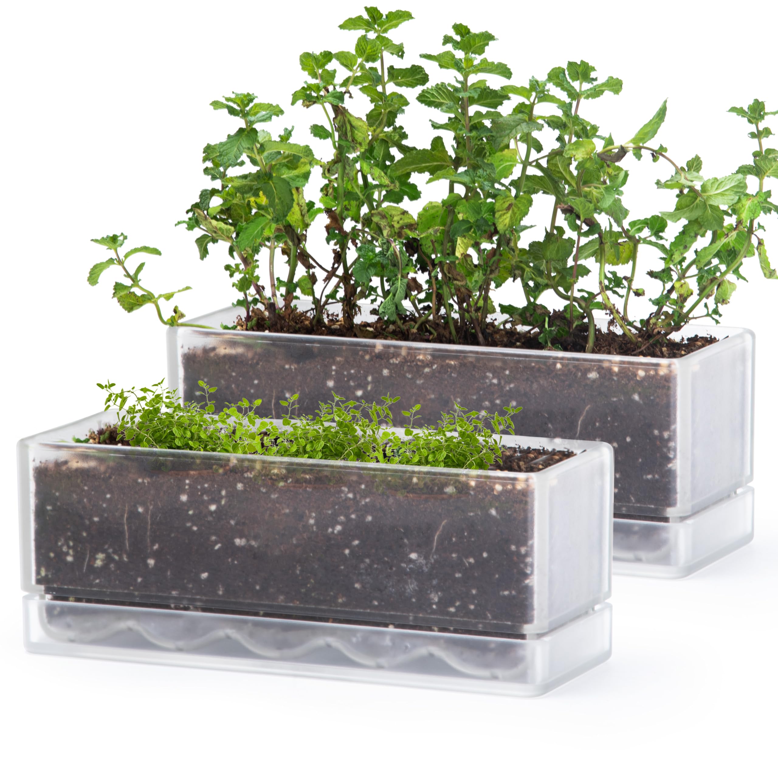 D'vine Dev front view clear window box showing compact herb planting benefit