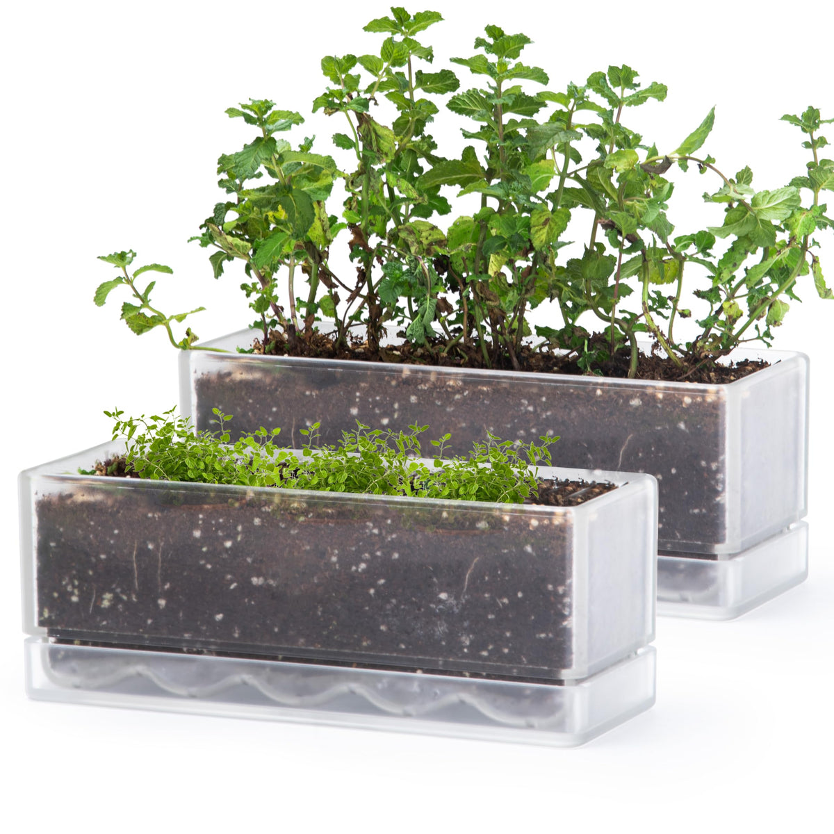 D'vine Dev front view clear window box showing compact herb planting benefit
