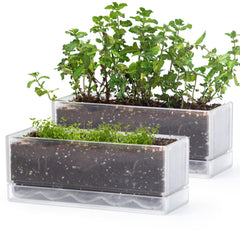 D'vine Dev front view clear window box showing compact herb planting benefit
