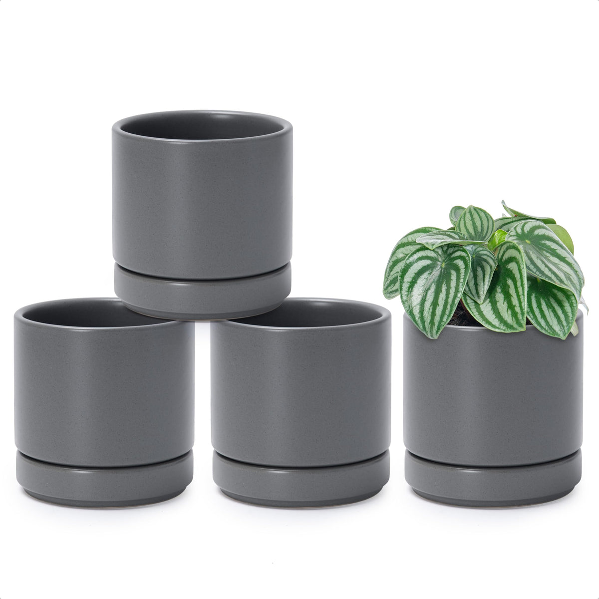 D'vine Dev front view of four grey ceramic pots shows modern cohesion and display appeal