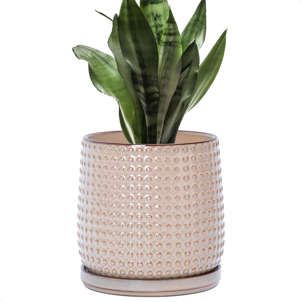D'vine Dev front view light brown pot showing clean silhouette and stylish appeal