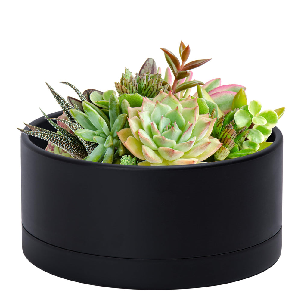 D'vine Dev front view of black shallow round planter showing sleek silhouette and balance
