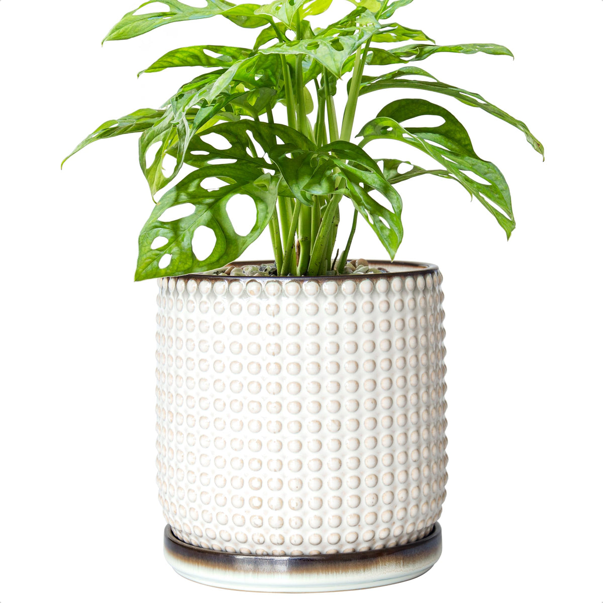 D'vine Dev front view smoked white pot showing elegant shape and styling benefit