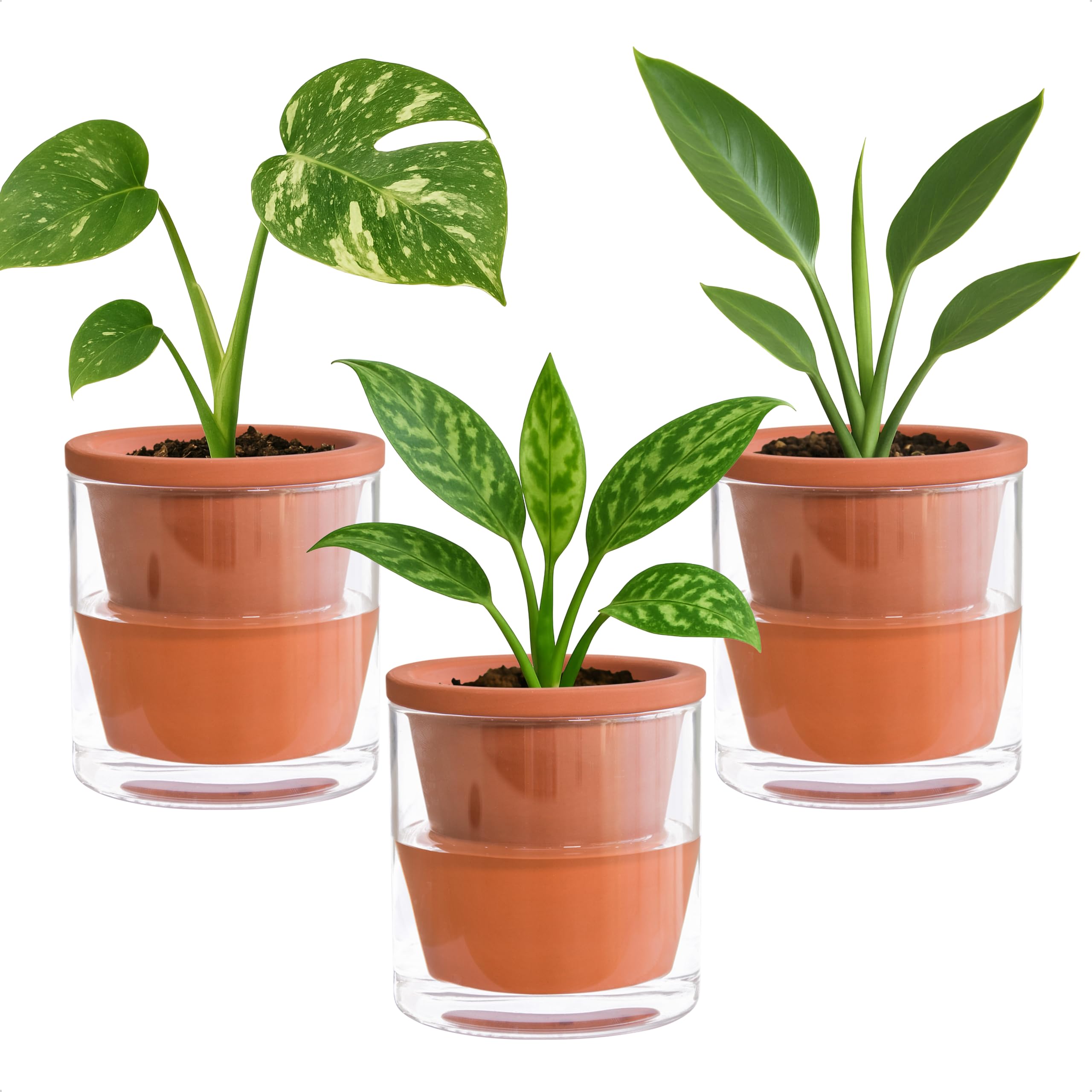 D'vine Dev front view of terracotta planter showcasing clean design and tidy tabletop