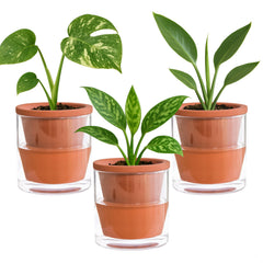 D'vine Dev front view of terracotta planter showcasing clean design and tidy tabletop
