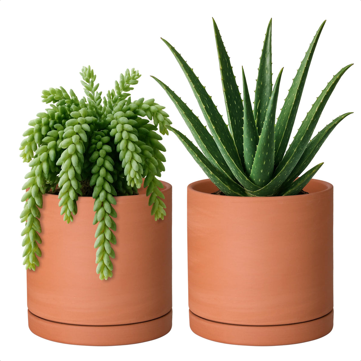 D'vine Dev front view of two terracotta pots showing clean minimalist design and matching saucers