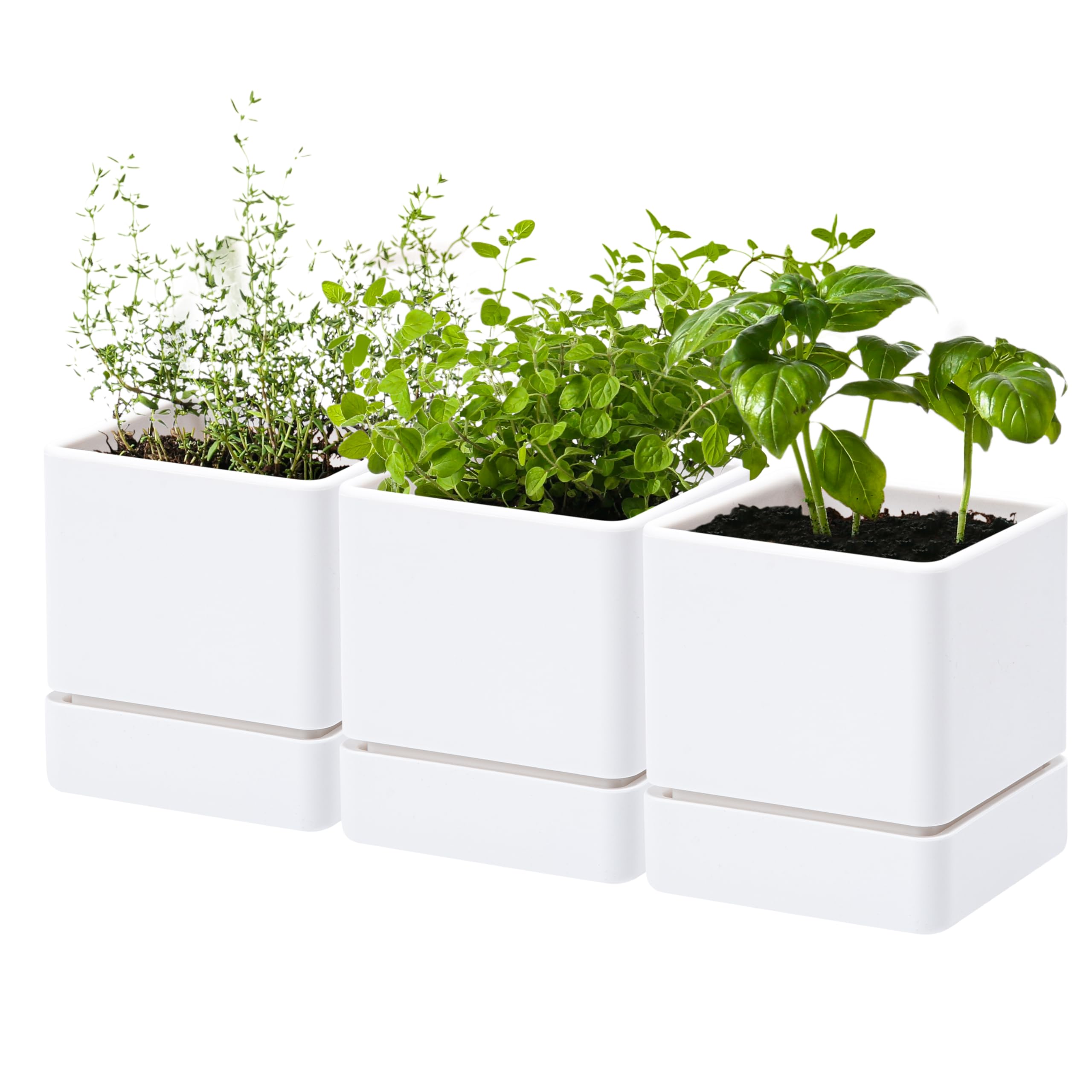 D'vine Dev front view of three white pots showing clean minimal design and versatility