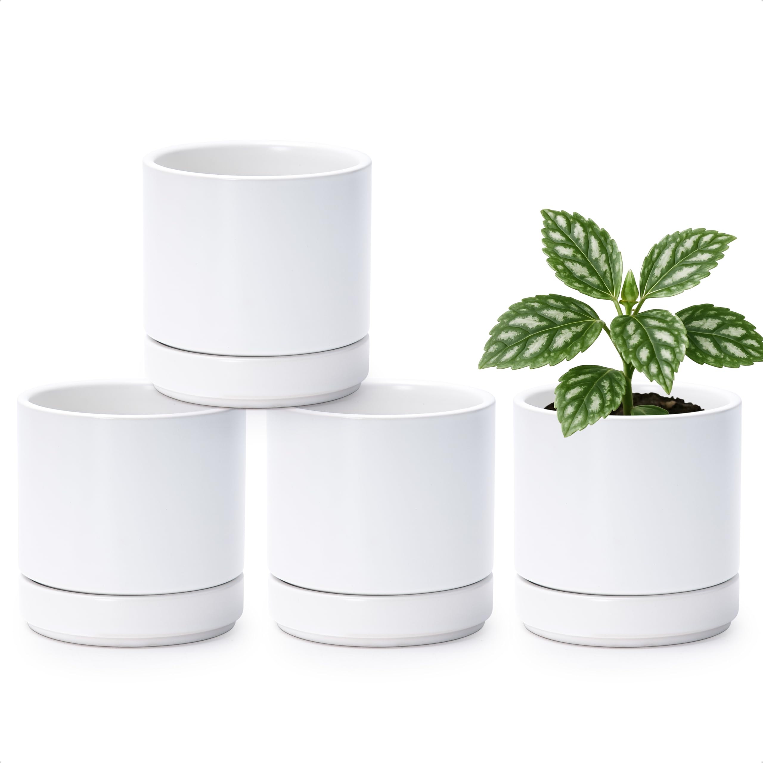 D'vine Dev front view of four white ceramic pots showing cohesive minimalist style and curb appeal