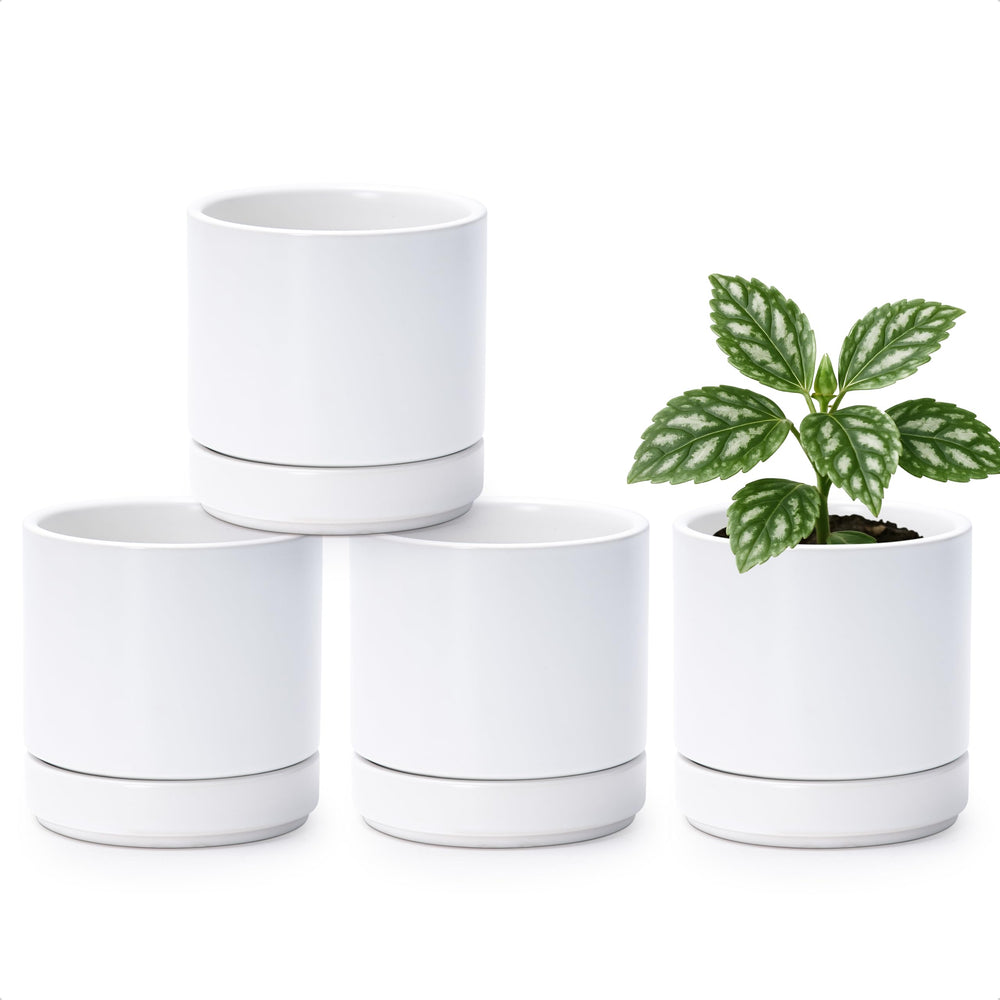 D'vine Dev front view of four white ceramic pots showing cohesive minimalist style and curb appeal
