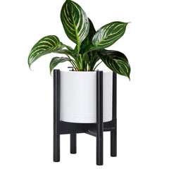 D'vine Dev front view white pot with ebony stand showcasing clean modern design