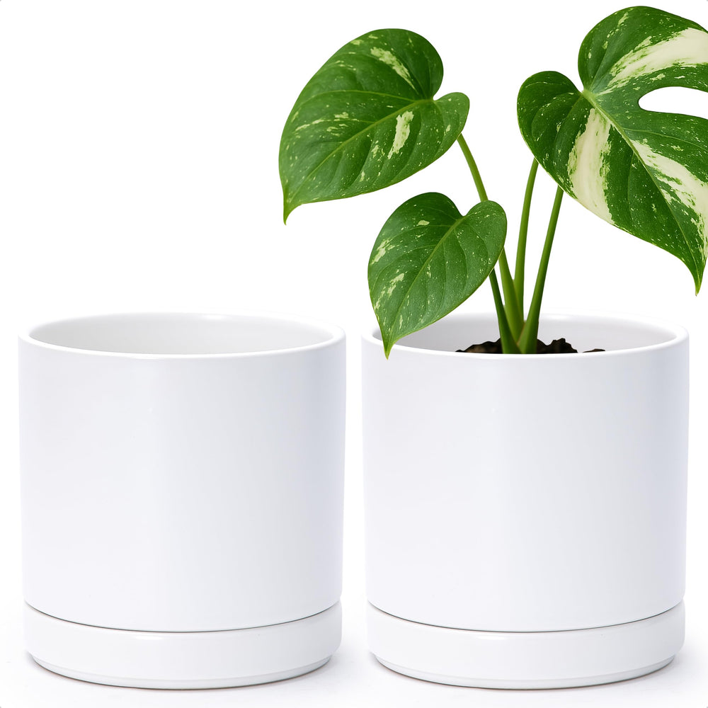 D'vine Dev front view of two white ceramic pots showing clean modern look