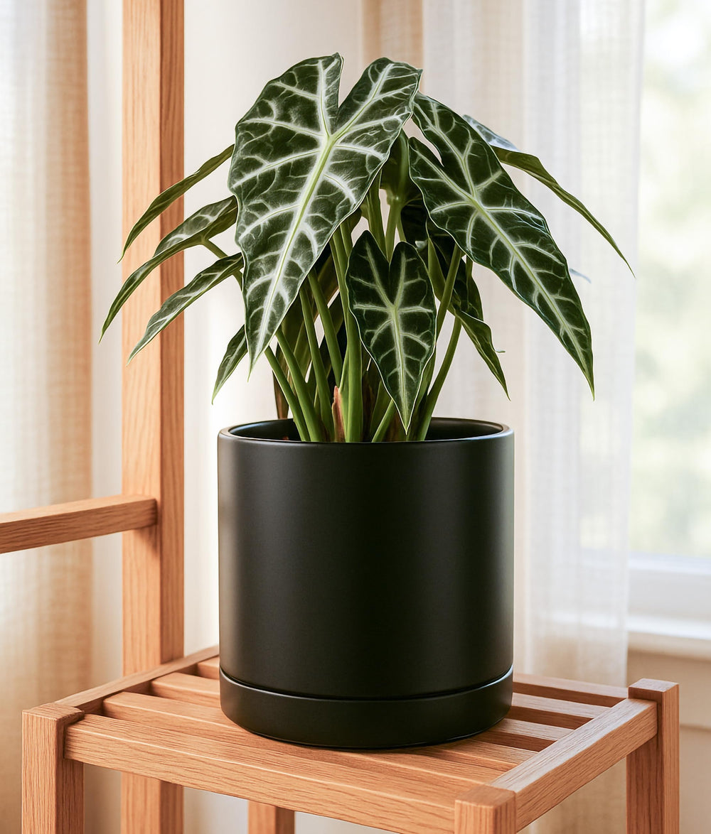 D'vine Dev glossy black glaze close-up highlighting durable finish and easy-clean benefit