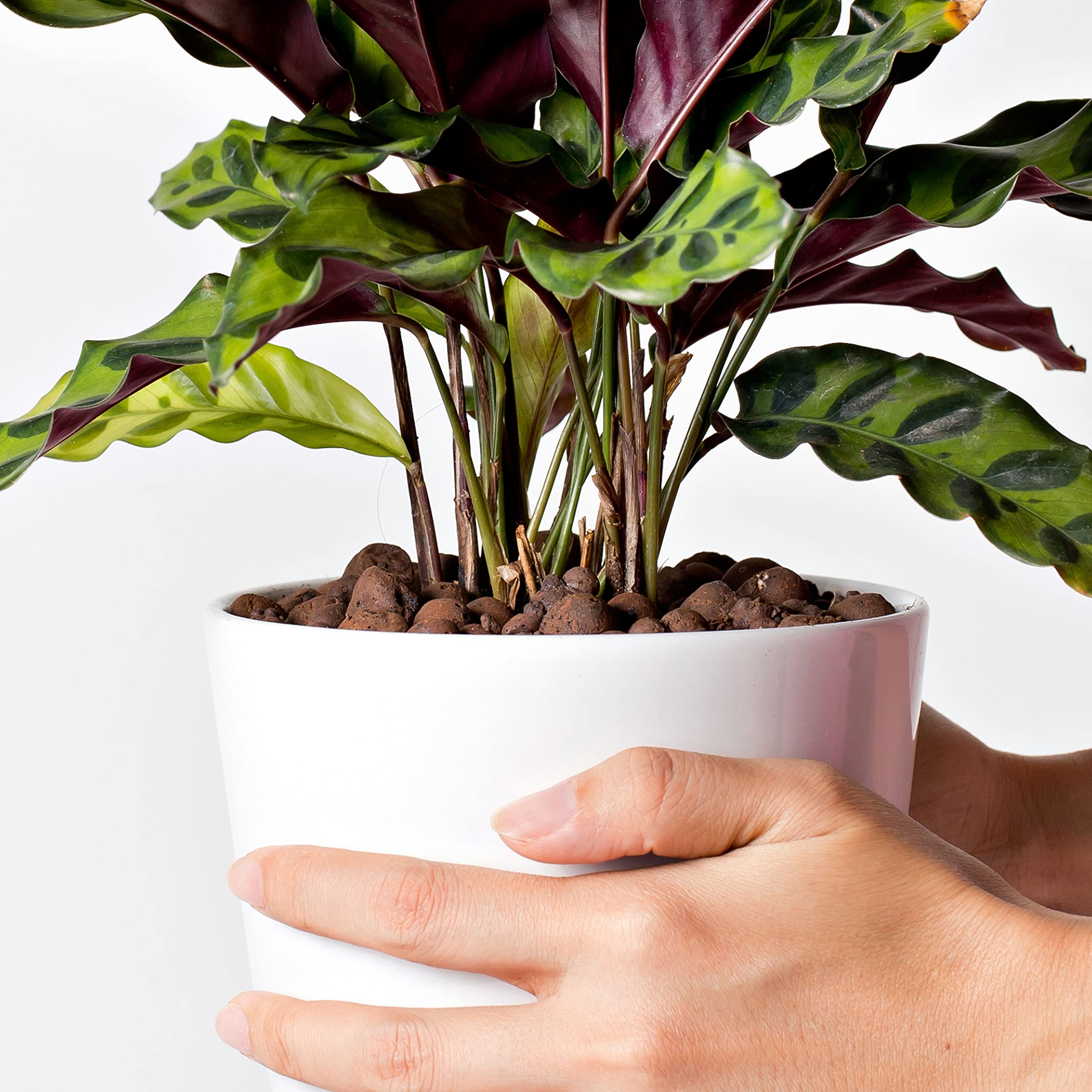 D'vine Dev clay balls supporting roots in a hydroponic net pot system