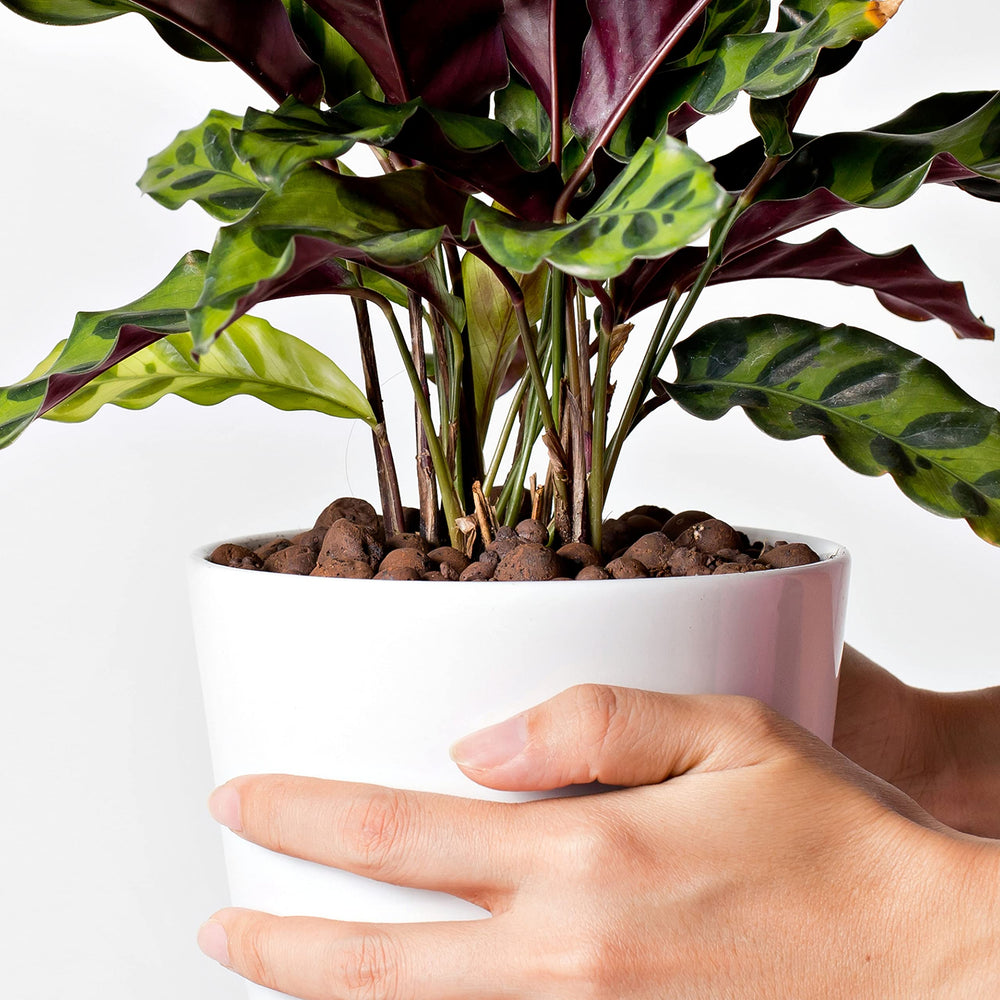 D'vine Dev clay balls supporting roots in a hydroponic net pot system