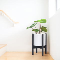 D'vine Dev planter in living room demonstrating stylish display and space-saving height