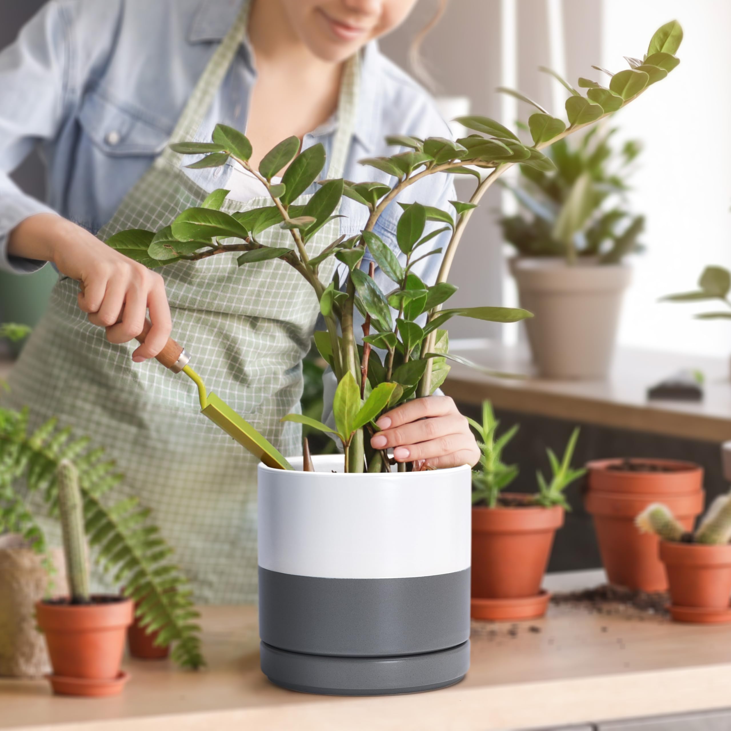 D'vine Dev planter in use with succulent on table, enhancing decor and protecting surface