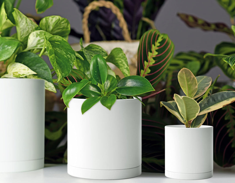 D'vine Dev pots holding succulents on a windowsill showing practical home styling benefit