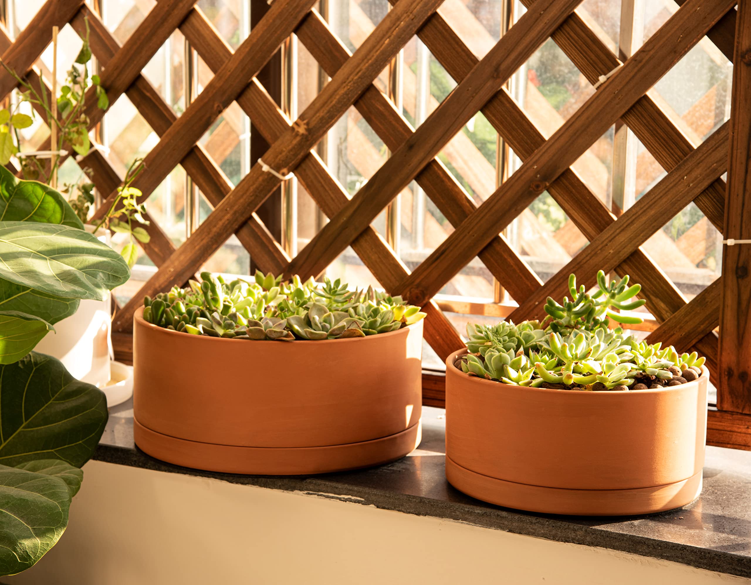 D'vine Dev planter staged with succulents illustrating healthy airflow and styling
