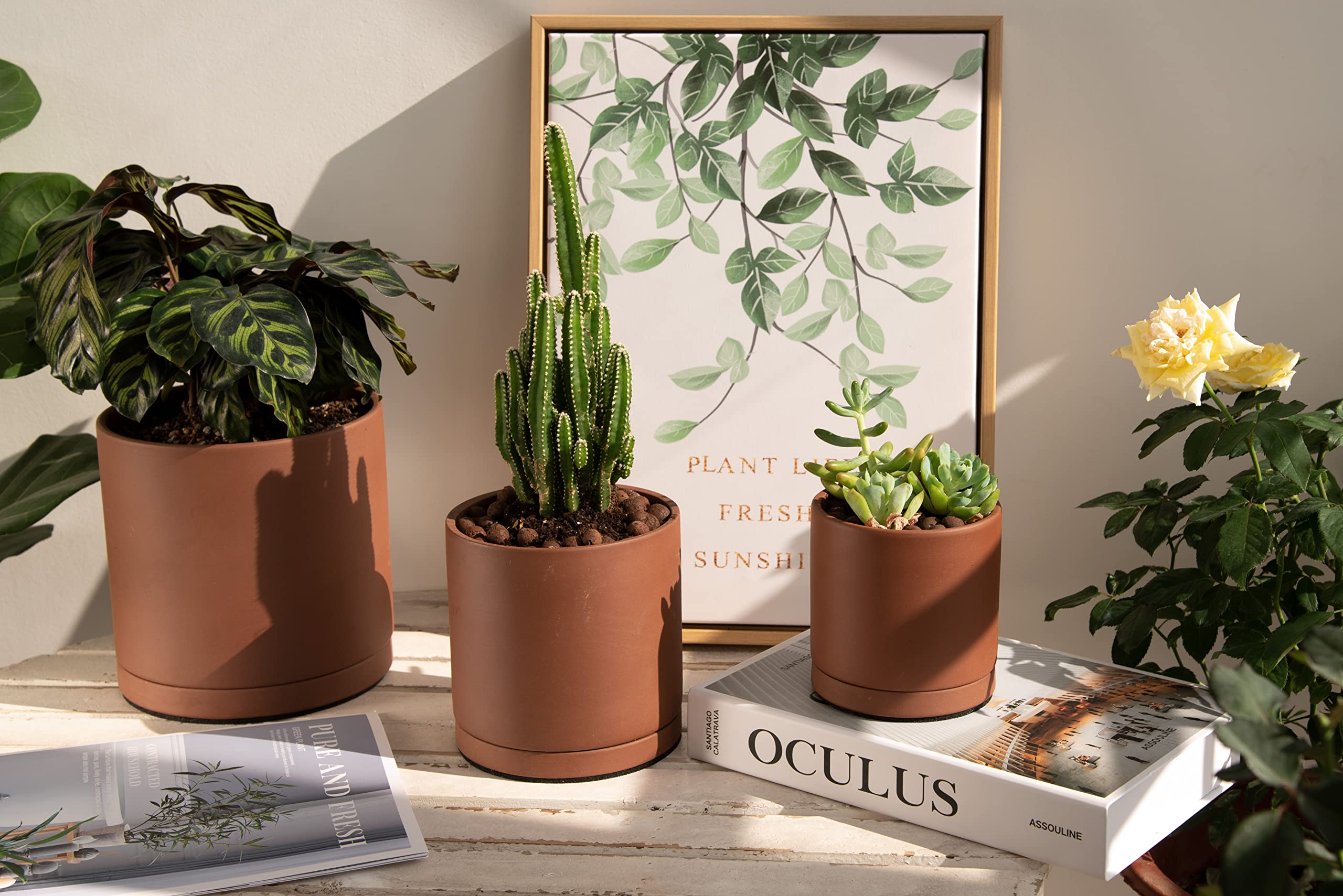 D'vine Dev pots on a sunny windowsill showcasing attractive display and plant health