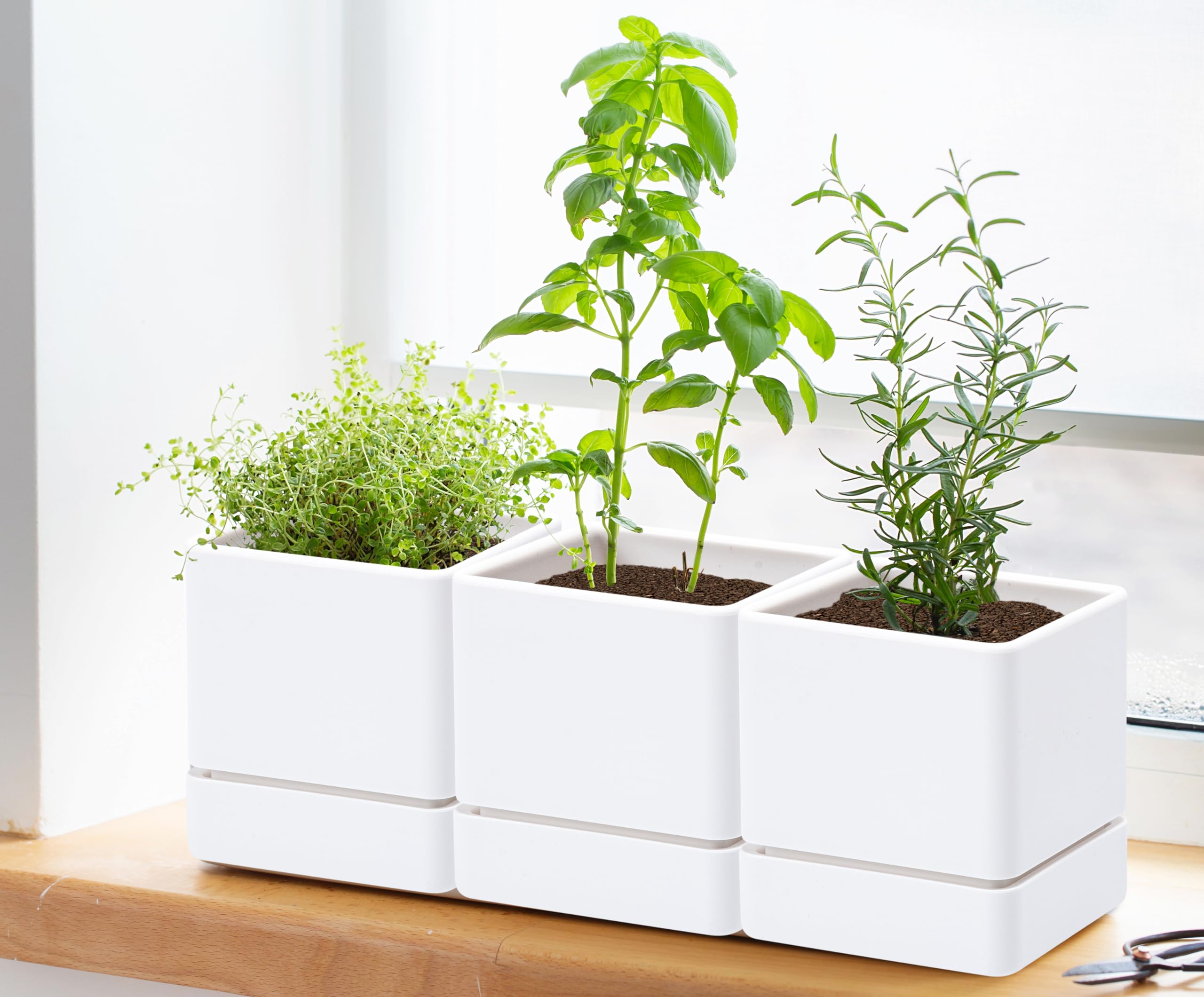 D'vine Dev on a kitchen windowsill with herbs showing decorative practical use