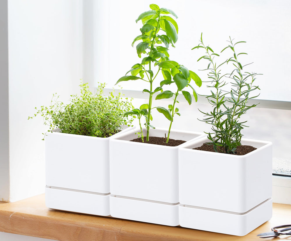 D'vine Dev on a kitchen windowsill with herbs showing decorative practical use