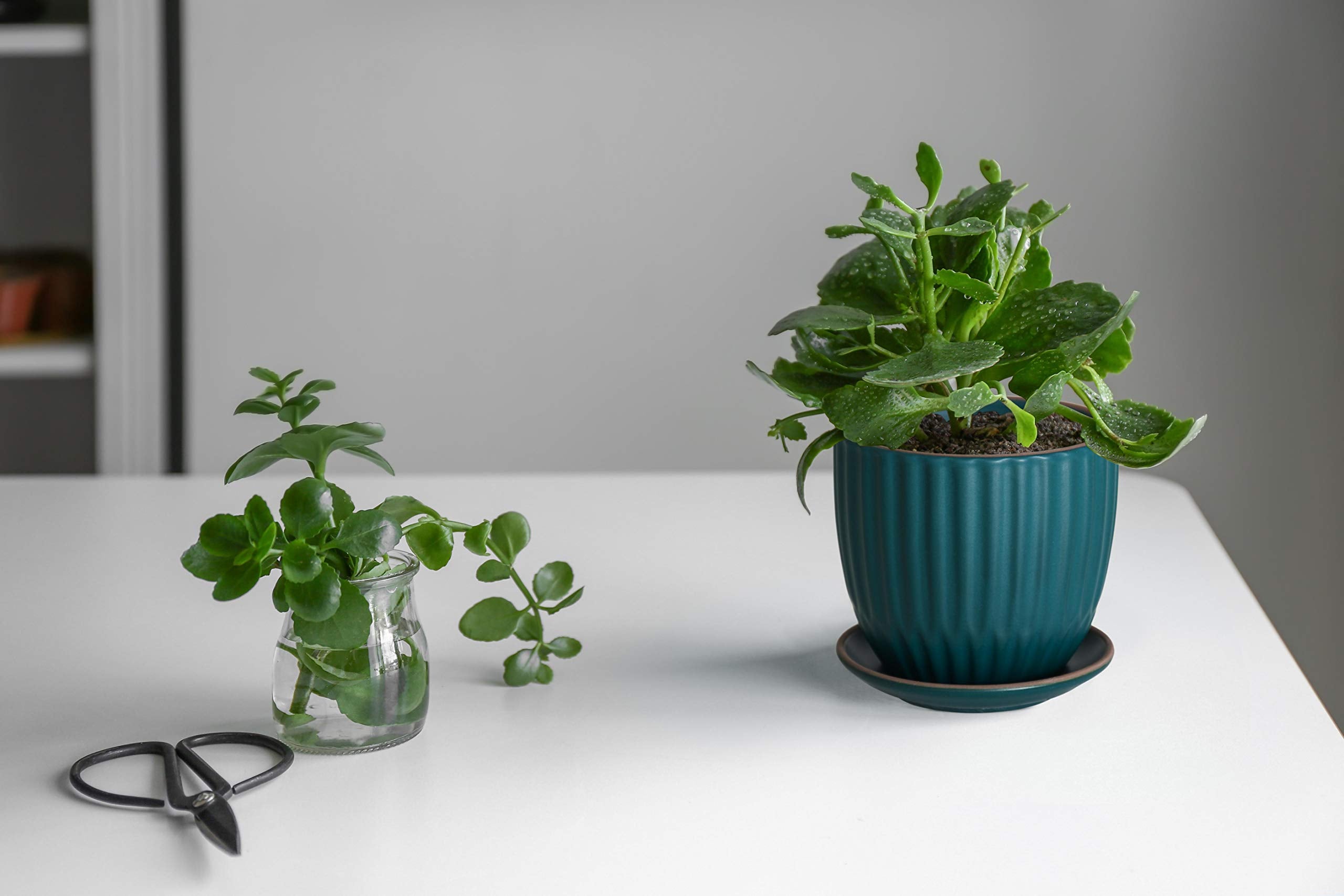 D'vine Dev larger 5.8-inch pot holding baby monstera demonstrating plant compatibility
