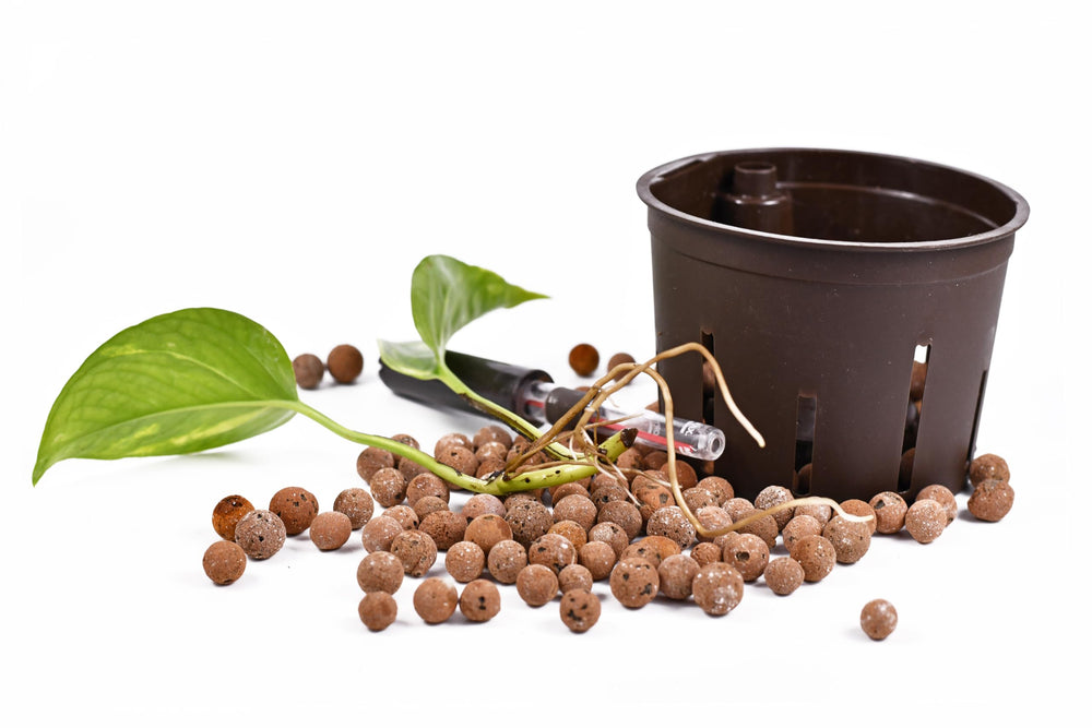 D'vine Dev LECA mixed into soil to increase porosity and water flow