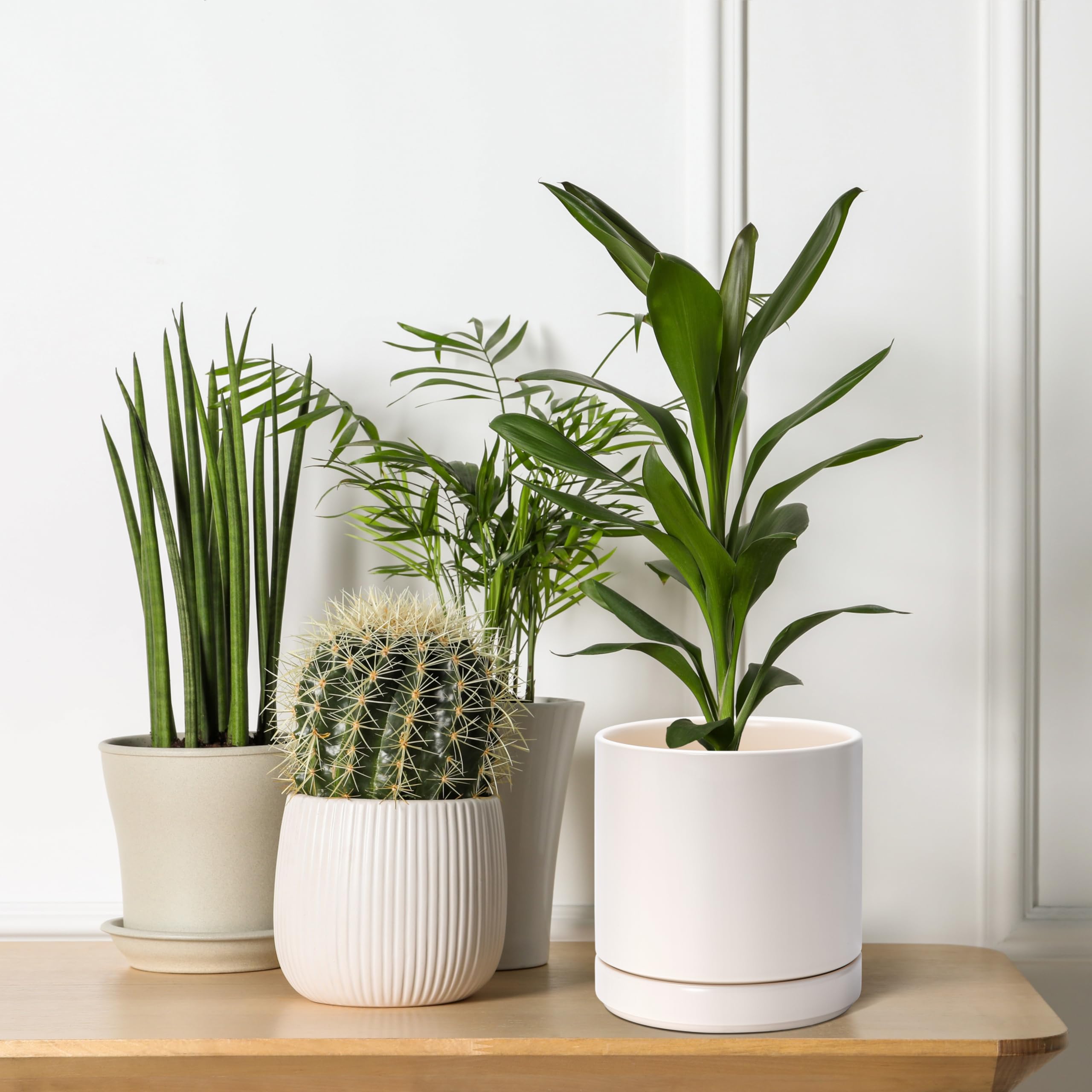 D'vine Dev planters styled on a desk showing workspace greenery and mood-enhancing benefit