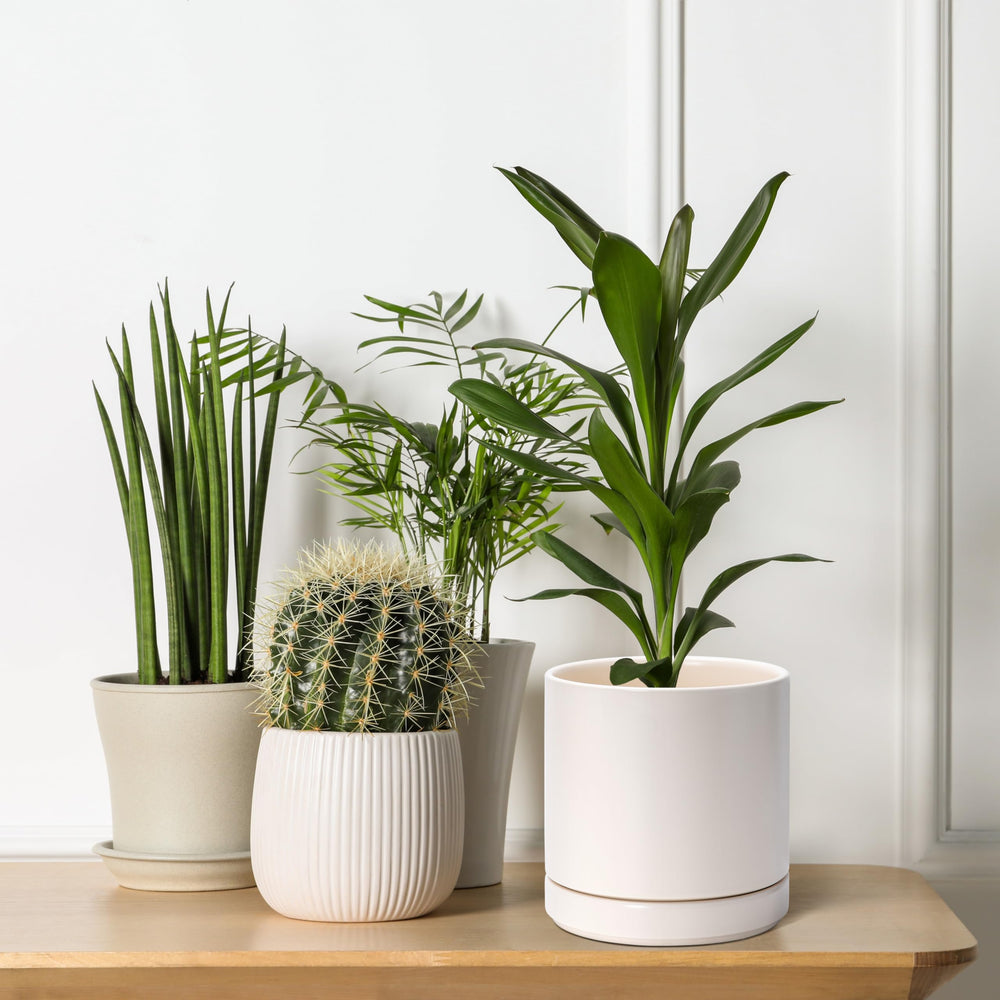 D'vine Dev planters styled on a desk showing workspace greenery and mood-enhancing benefit