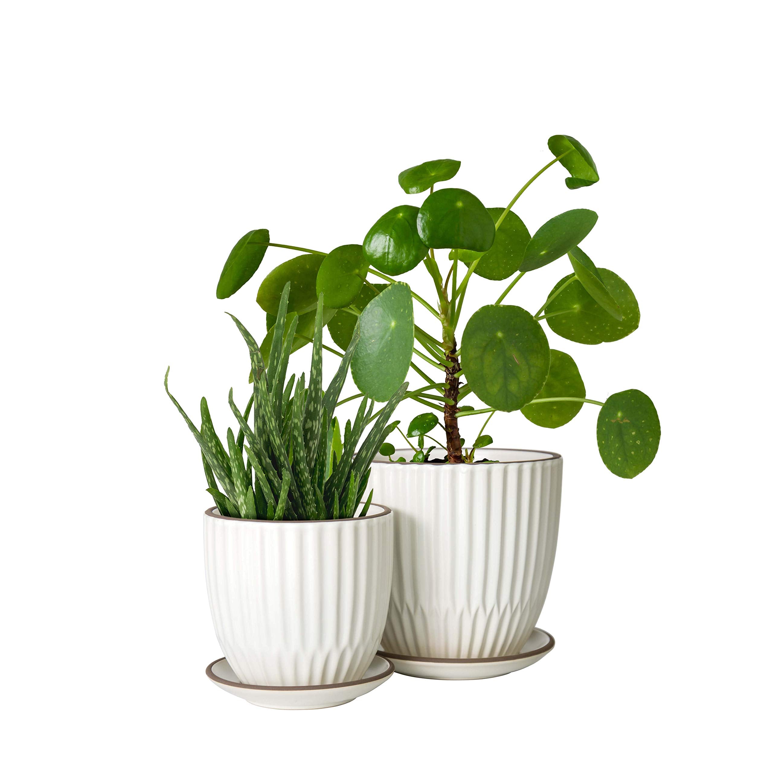 D'vine Dev kitchen shelf lifestyle showing coordinated, neutral home decor