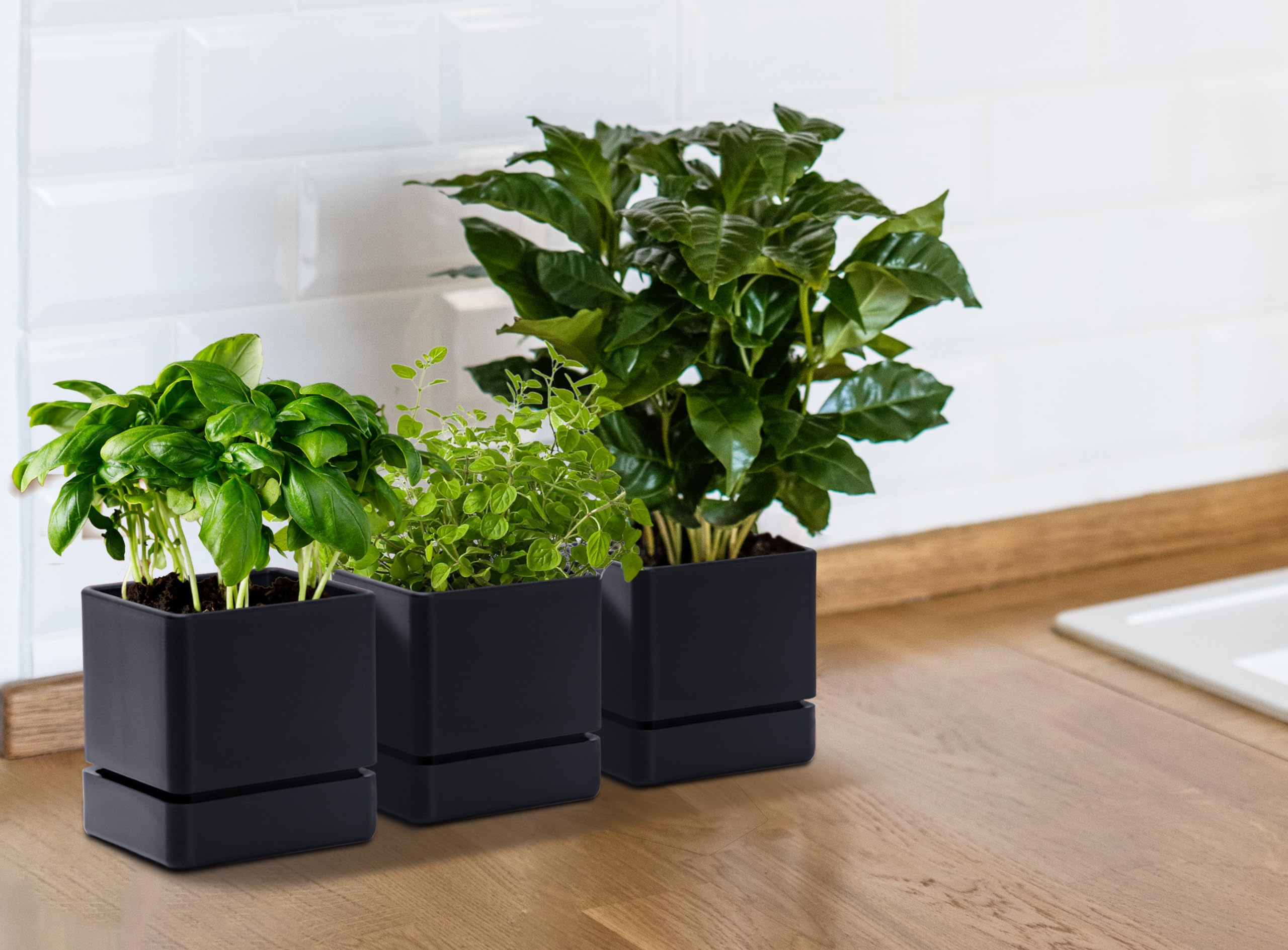 D'vine Dev kitchen herb display illustrating stylish countertop greenery