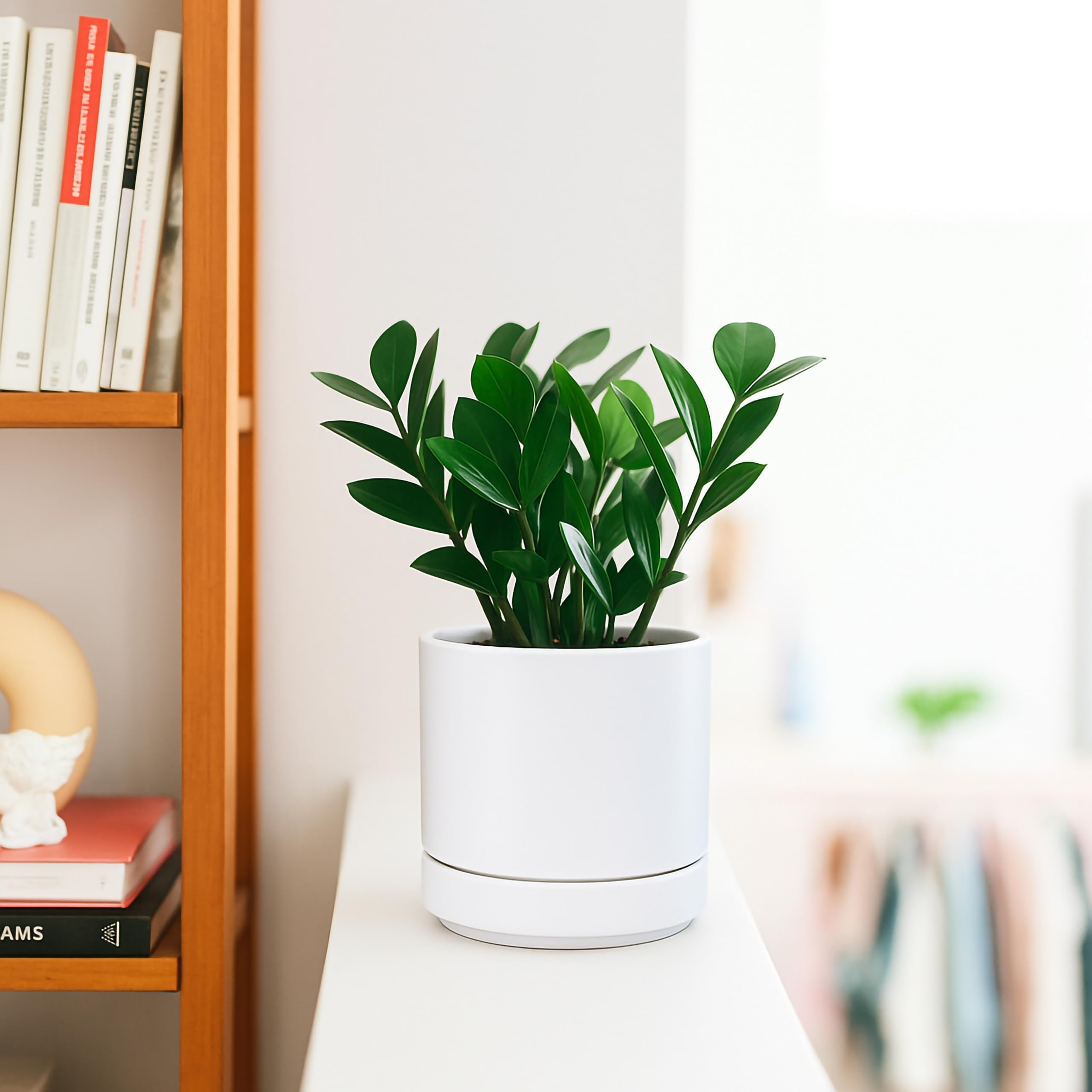 D'vine Dev on a styled shelf demonstrating modern décor compatibility