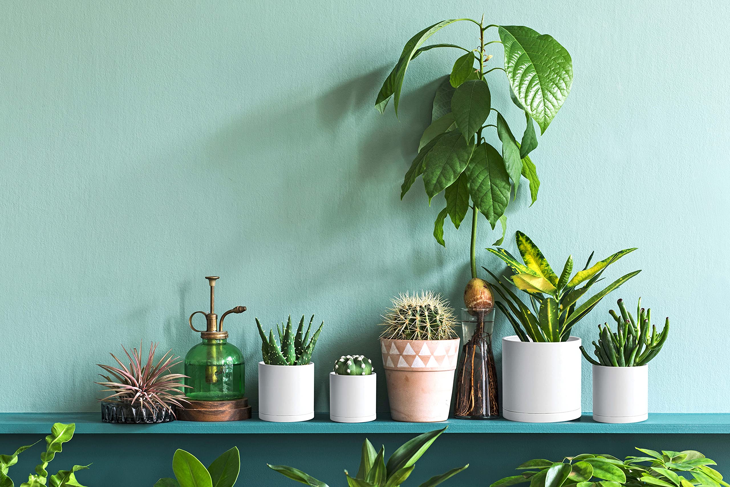 D'vine Dev styled shelf with multiple pots for cohesive decor appeal