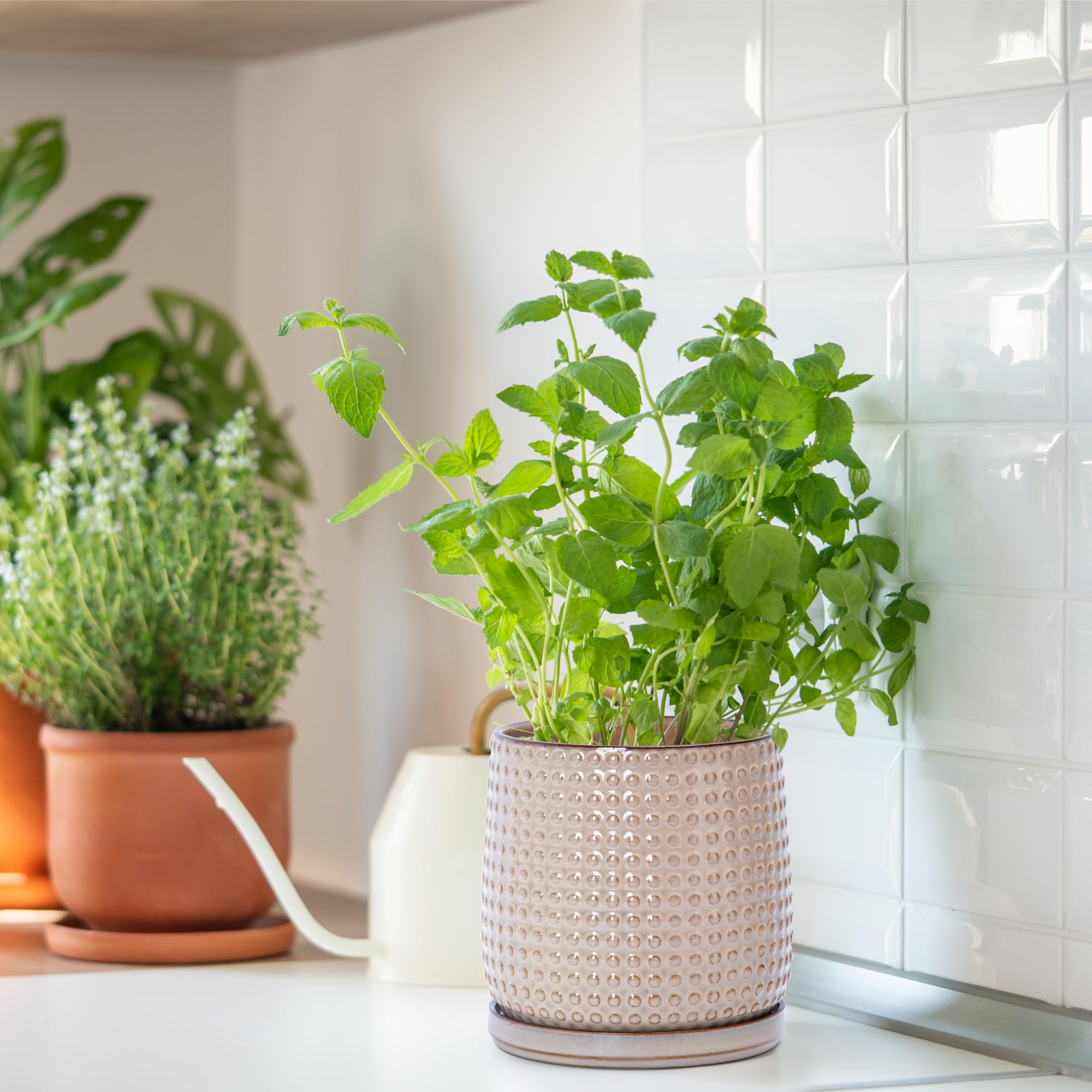 D'vine Dev lifestyle tabletop display placing planter on wood table for decor impact