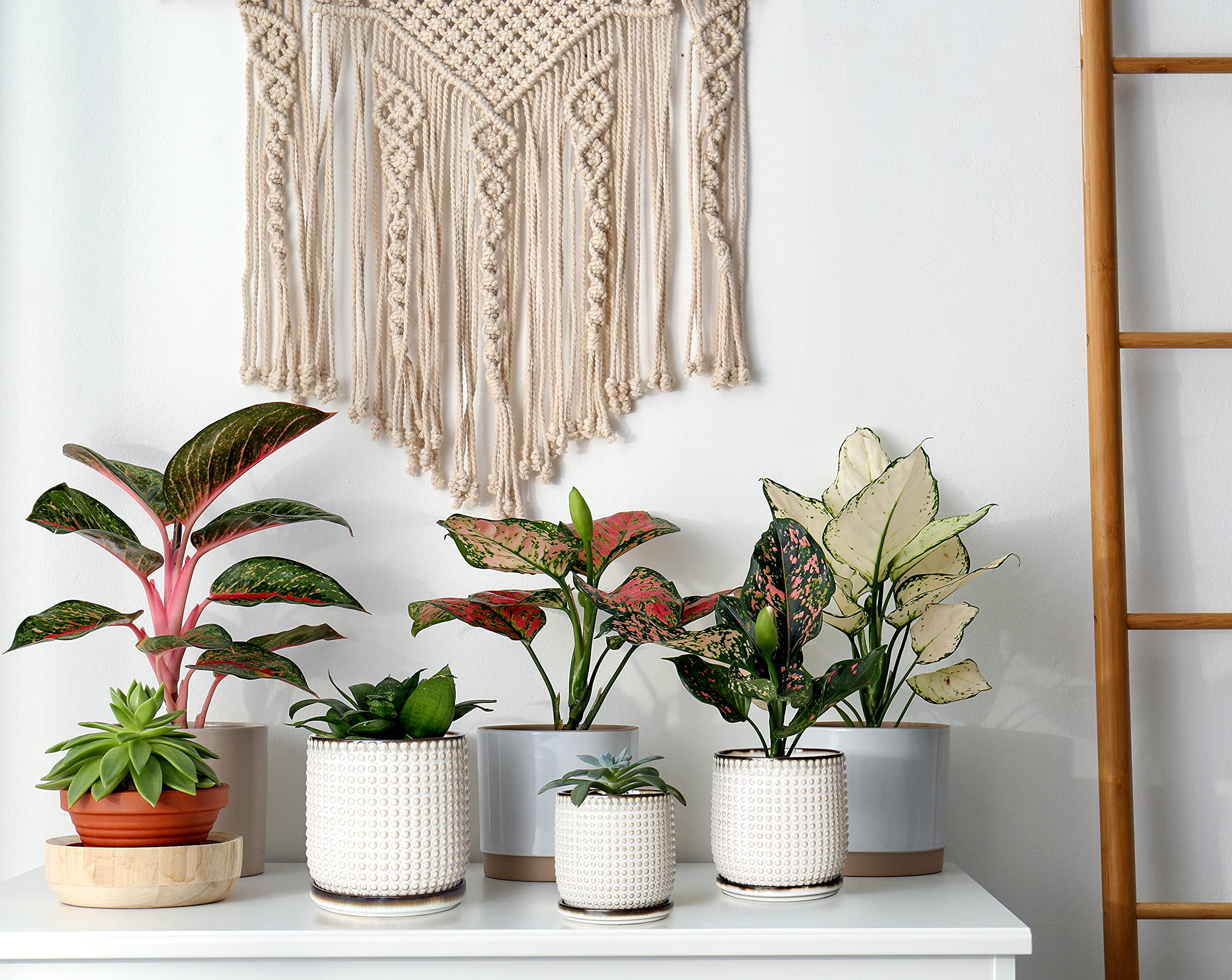 D'vine Dev lifestyle scene on table with plant showing decorative and space-saving benefit