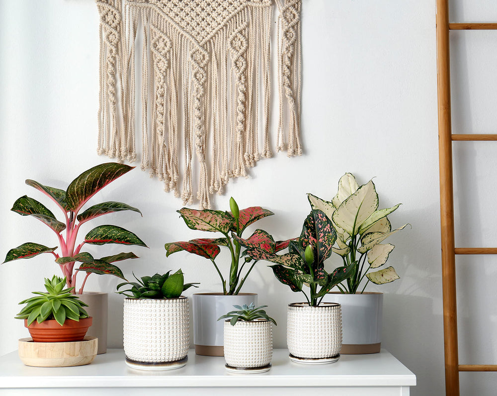 D'vine Dev lifestyle scene on table with plant showing decorative and space-saving benefit