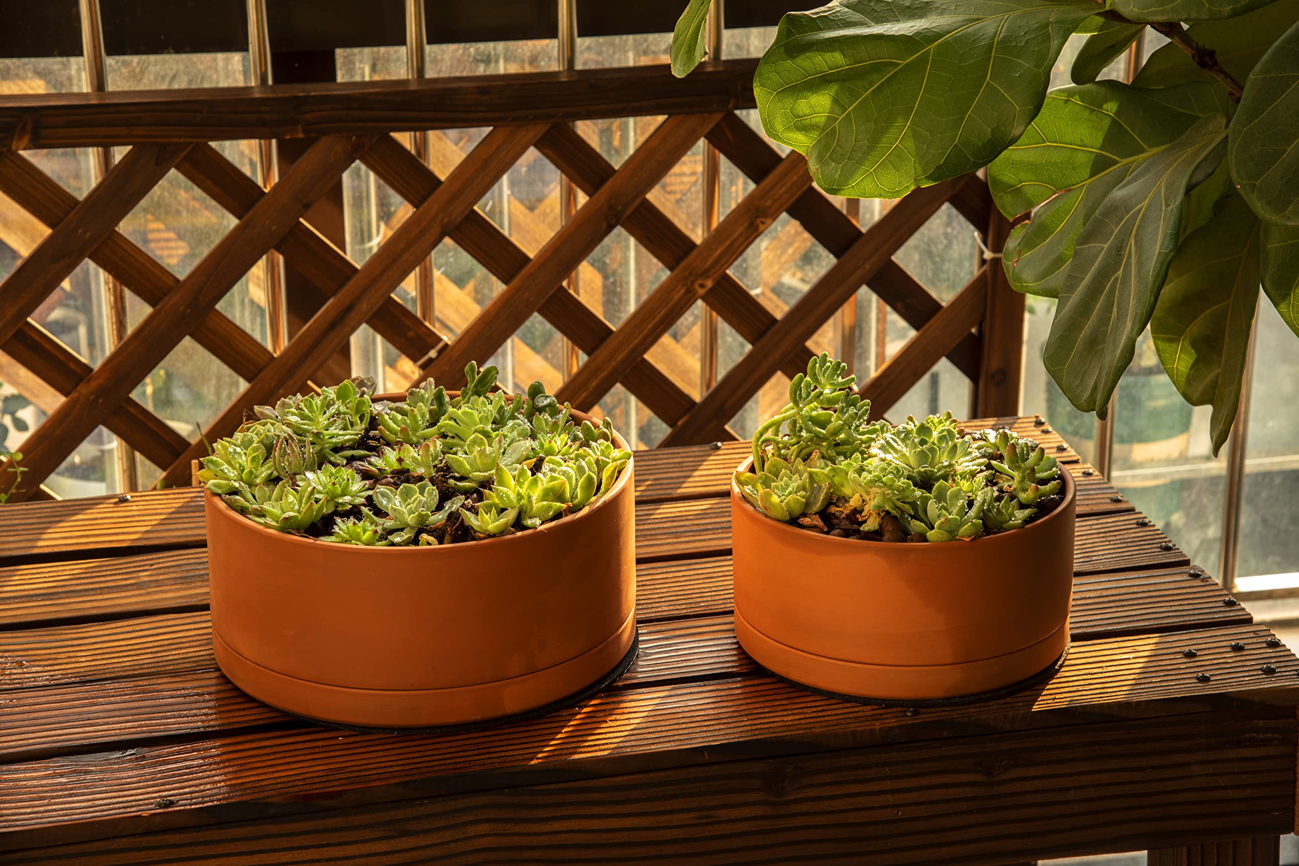 D'vine Dev on a sunlit windowsill demonstrating decor integration and plant display